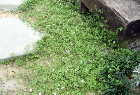 グランドカバー植物 ・富山県富山市 花の庭