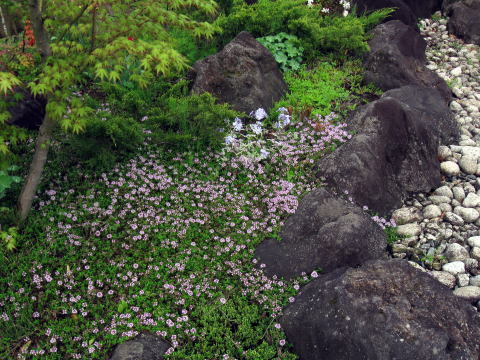グランドカバー植物 ・富山県富山市 花の庭
