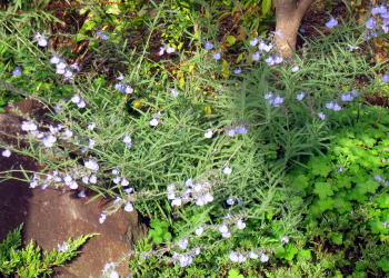 宿根草 秋 花の庭 富山県 庭づくり ガーデニングのおすすめ素材
