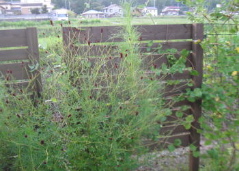 宿根草 秋 花の庭 富山県 庭づくり ガーデニングのおすすめ素材